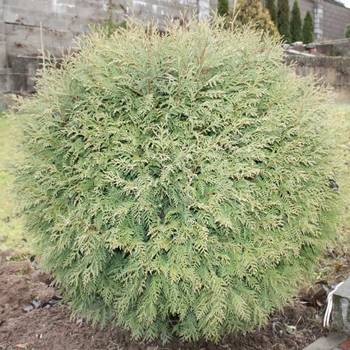 Туя западная ‘Globosa’ (Thuja occidentalis ‘Globosa’)